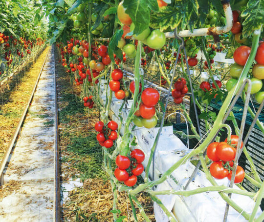 Das Jordanvirus zhlt zu den groen Herausforderungen in 
der Tomatenproduktion.   
