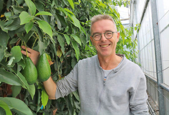 Filip van Noort untersucht den Anbau exotischer Pflanzen wie Avocados als Alternative fr den hiesigen Gewchshausanbau.   