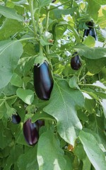 Den Anbau von Auberginen im heimischen Gewächshaus testete Dr. Matthias Schlüpen.