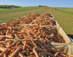 Der Anteil an deutschen Bio-Möhren hat stark zugenommen.