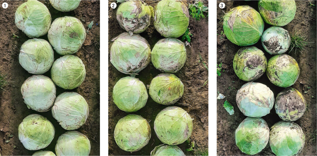 Ertrge der unterschiedlichen Varianten: (1) Unbewsserte Kontrolle, 2) Trpfchenbewsserungssystem und (3) Beewsserungspraxis des Landwirtes (Schlauchtrommelberegnung).