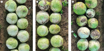 Ertrge der unterschiedlichen Varianten: (1) Unbewsserte Kontrolle, 2) Trpfchenbewsserungssystem und (3) Beewsserungspraxis des Landwirtes (Schlauchtrommelberegnung).