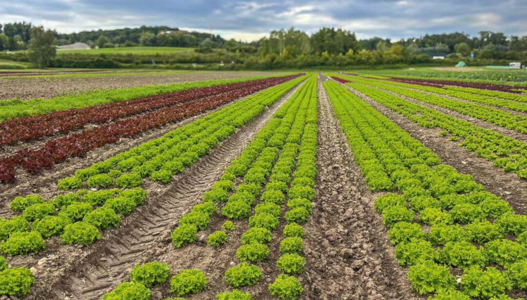 Rund 40 bis 50 ha Gemüse baut der Betrieb Imhof im Züricher Umland an.