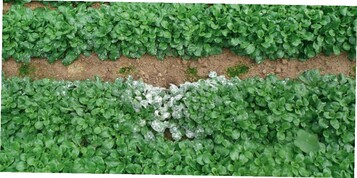 Im Gewchshaus in Nestern auftretender weier Belag auf Feldsalat. Der weie Belag besteht aus dem Myzel und den dicht stehenden Konidientrgern mit den in Ketten gebildeten Sporen.