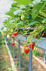 Mit Blick auf häufiger auftretende Wetterextreme wird der geschützte Anbau immer interessanter.