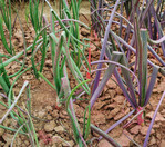 Spritzversuch in Zwiebel mit gefärbtem Wasser. Links: nur Wasser, rechts: Wasser mit Additiv Break-Thru S 301.