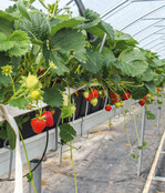 Kenja bekämpft erfolgreich Botrytis in Erdbeeren.