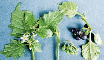  Schwarzer Nachschatten mit weien Blten und grnen Beeren, die zur Reife schwarz werden.