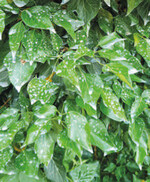 EG-Düngemittel auf Kalkbasis (Ds-Kalk) ohne BREAK-THRU SP 133.