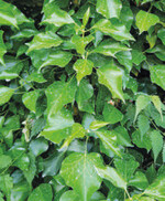 EG-Düngemittel auf Kalkbasis (Ds-Kalk) mit BREAK-THRU SP 133.