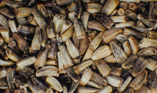 Zuckerhut-Samen auf einer Fl�che von 15 x 20 mm. 