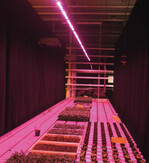 Das blaurote Licht der LED-Leuchten ist ungewohnt, schadet aber den Augen nicht. Mit speziellen Brillen erscheint der Raum wie von Sonnenlicht erhellt.