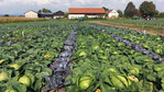 Fünf Weißkohlsorten mit Erntefenster September bis Oktober wurden im Betrieb Brandl, Osterhofen-Thundorf getestet.