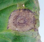 Runde, zonierte, hellgraue Blattflecken am Umblatt von Weißkohl sind die typischen Symptome eines Befalls mit Alternaria brassicicola.