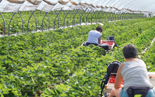 Saisonarbeitskr�fte sind vor allem w�hrend der Ernte unverzichtbar.