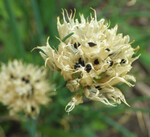 Schnittlauch-Samenbildung in Scheindolden.