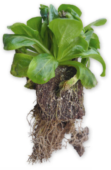 Braune Wurzeln sowie welke und vergilbte Bltter im unteren Bereich sind Symptome der Pythium-erkrankung an Feldsalat.