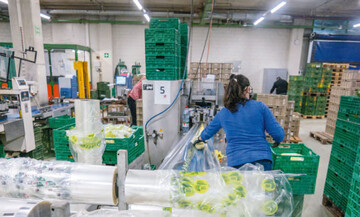 Kunststoffe oder Plastik sind bei Teilen der Bevlkerung mittlerweile verpnt, egal ob es um Folien geht, die bei der Kultur von Gemse verwendet werden, oder,  wie auf dem Foto, um Verpackungen nach der Ernte. 