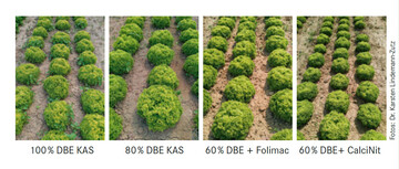 Lollo bionda am 2.09.2019 vor der Ernte in den Varianten 100 %KAS, 80 % KAS, 60 % KAS + 20 % Folimac und 60 % KAS + 20 % Calcinit. 