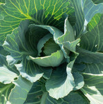 Die verschärfte Düngeverordnung stellt Berater und Gemüsebauer vor große Herausforderungen.