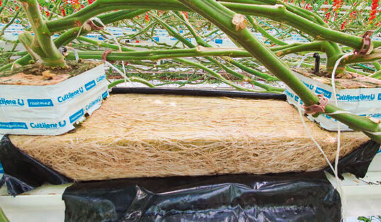 Entwicklung der Wurzeln im Tomatenversuch 2020 mit Einsatz von Nanobubbles.