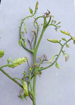 Unspezifische Vergilbungen, wuchsstoffähnliche Verkrüppelungen an Trieben und Blättern von mit Rostmilben infizierten Tomatenpflanzen.