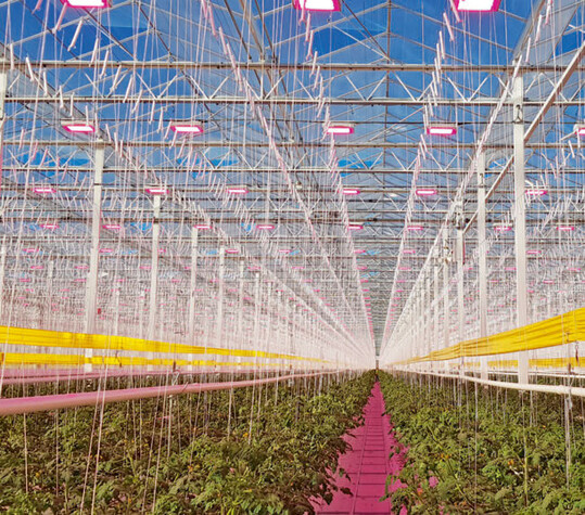 Das neu gebaute Gewchshaus fr Piccolo-Tomaten und andere Sorten im Premiumbereich ist zu 100 % mit LED-Lampen ausgestattet. Sie arbeiten energieeffizient und gewhrleisten eine hohe Qualitt der Frchte.  