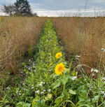 Eine Begrünung zwischen den Spargelreihen hat zahlreiche positive Wirkungen.