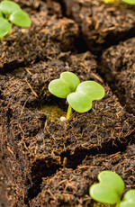 „Lignofibre Xtrafine+“ von Gramoflor. Das Plus bedeutet eine noch feinere Struktur für den Einsatz in Anzucht- und Vermehrungssubstraten.