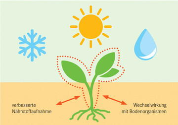 Im Mittelpunkt steht die Pflanze. Biostimulanzien wirken dahingehend, dass sie die pflanzliche Entwicklung positiv beeinflussen.