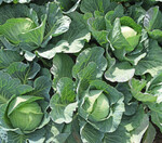 Überdenken der Düngestrategie im Kohlanbau: Eine Unterfußdüngung in Kohl gewinnt immer mehr an Bedeutung.