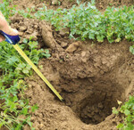 1Wegen der Nässe unzersetzte Vorfruchtreste hatten an manchen Stellen eine durchnässte, sauerstoffarme, nicht durchwurzelbare Schicht gebildet.