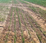 Nach Starkregenereignissen verschlämmt der Boden in den Zwiebelfeldern oft sehr stark. Dann empfiehlt es sich, unbedingt zu hacken, um die Wurzeln zu belüften.