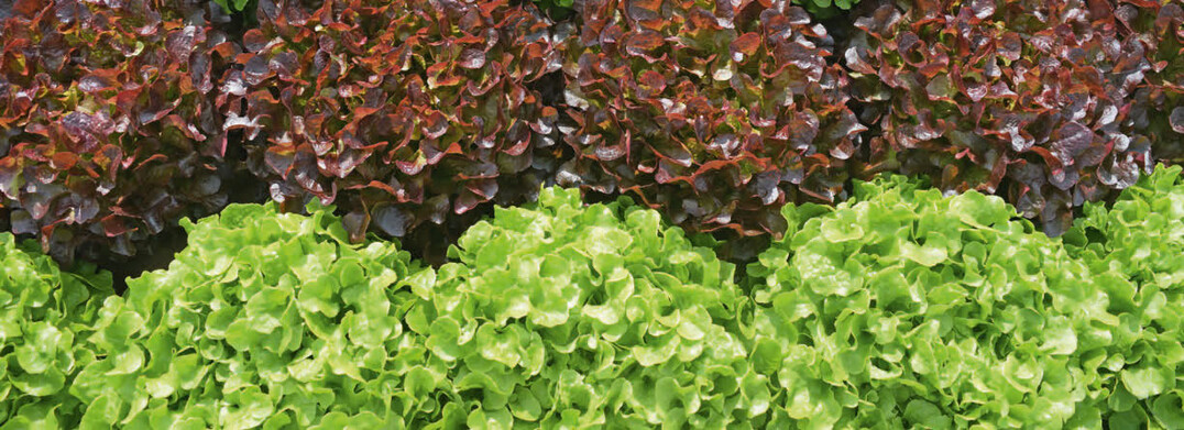Bunte Salate