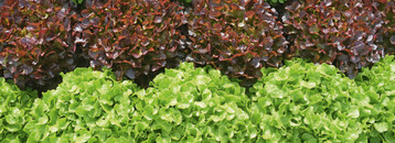Bunte Salate