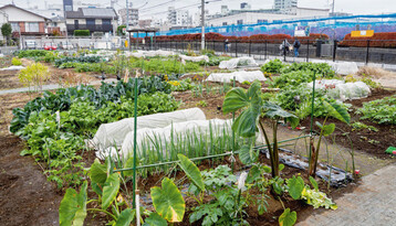 Gemsefeld in Nerima.