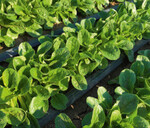 Eine Notfallgenehmigung gabs für den Einsatz von Proman in Feldsalat.