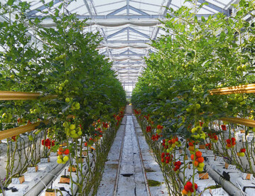 Tomatenpflanzen im Gewchshaus.