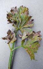 Eckige und runde, hellgraue Blattflecken mit schwarzen Pünktchen sind die typischen Symptome eines Befalls mit Septoria apiicola.