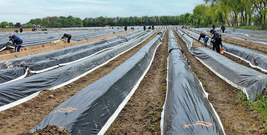 Auf dem Spargel-Selbsterntefeld des Hofes Oelkers herrschte reges Treiben.