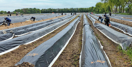 Auf dem Spargel-Selbsterntefeld des Hofes Oelkers herrschte reges Treiben.