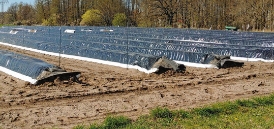 Ein Versuchsfeld im Freiland am Standort in Grobeeren.