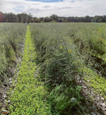 Kleebestand im September; Einsaat im August.