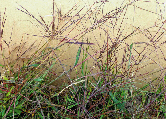 Die Blten- und Fruchtstnde an den Halmenden der Blut-Fingerhirse sind violett gefrbt.