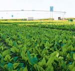 In die Praxis gings für „GeoSenSys“ bei Blattspinat im Freiland.