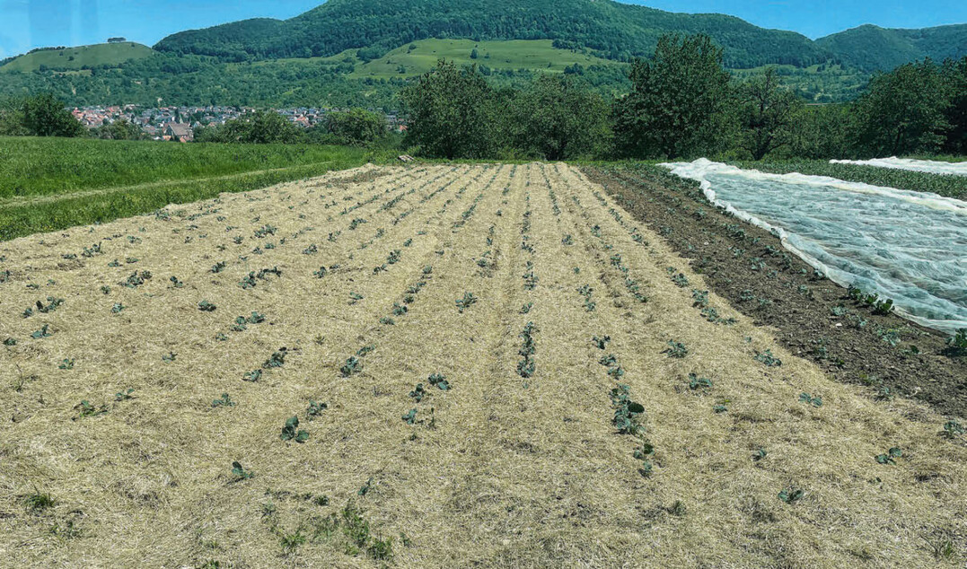 Eine gleichmäßige Mulchschicht ist wichtig, um den Boden vor Verdunstung zu schützen und Unkraut zu unterdrücken.