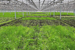 Versuchsfläche im Glasgewächshaus am Auswertungstermin.