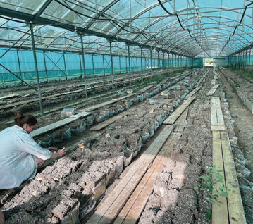 Im Juli sind die Pilze im Folientunnel schon abgeerntet, die Unkompliziertheit des Anbaus ist aber noch zu sehen.