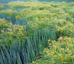 Ein massiv in Blüte stehendes Erdmandelgras in Bundzwiebel.