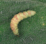 Infizierte Larve von Tuta absoluta